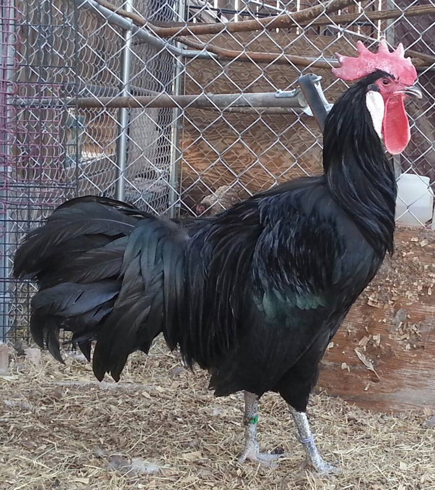 4 year old SC Black Minorca Cock