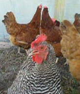 4 yr old barred rock hen