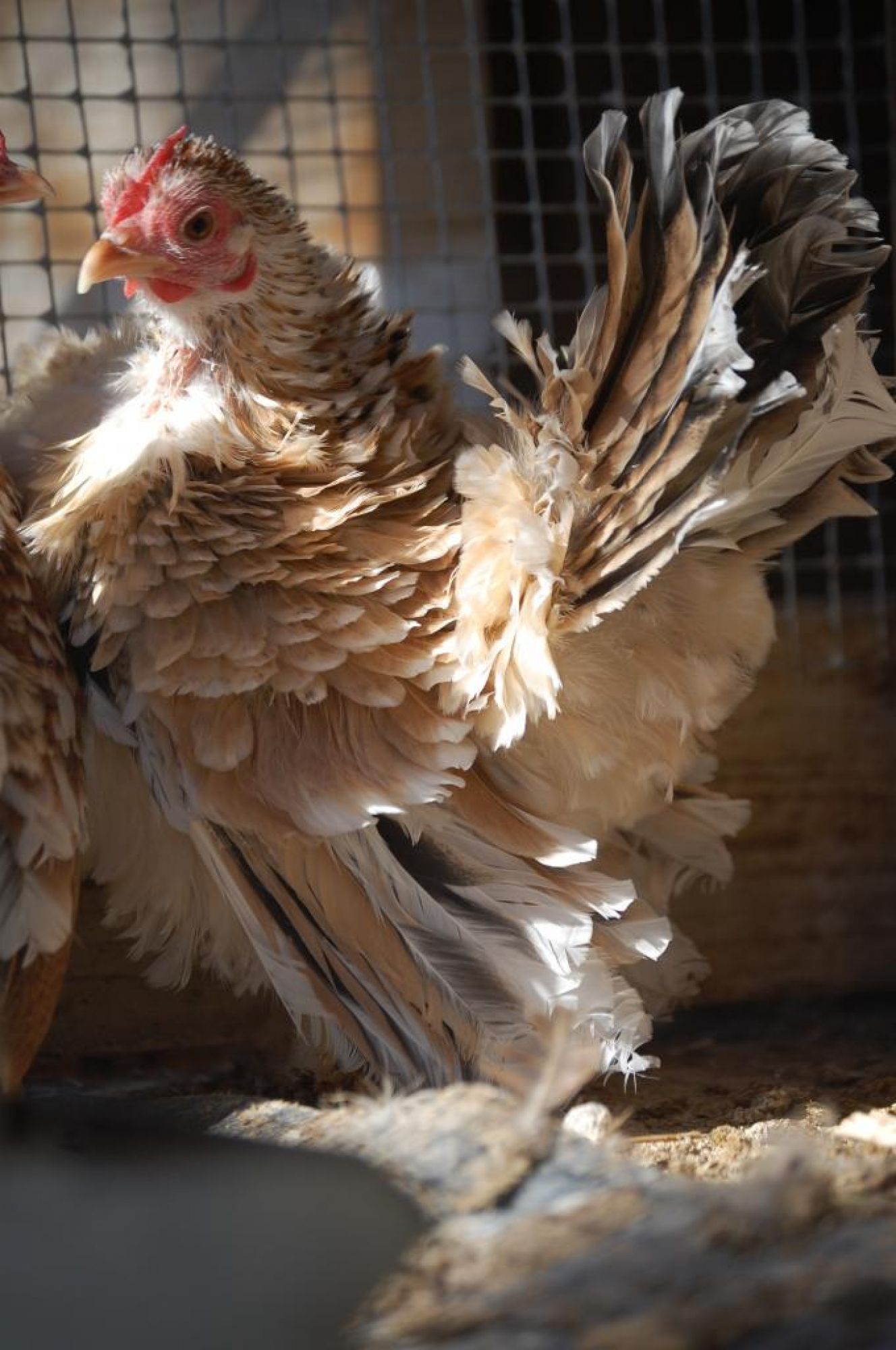 Backyard chickens learn how to raise chickens