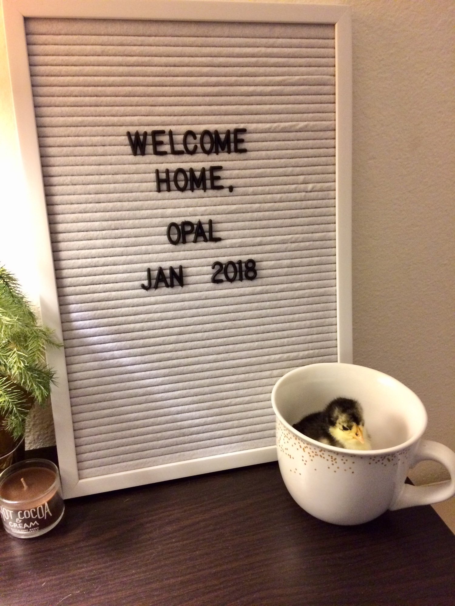 478B08A1-8B51-484D-B1B4-6CB46F40FA47