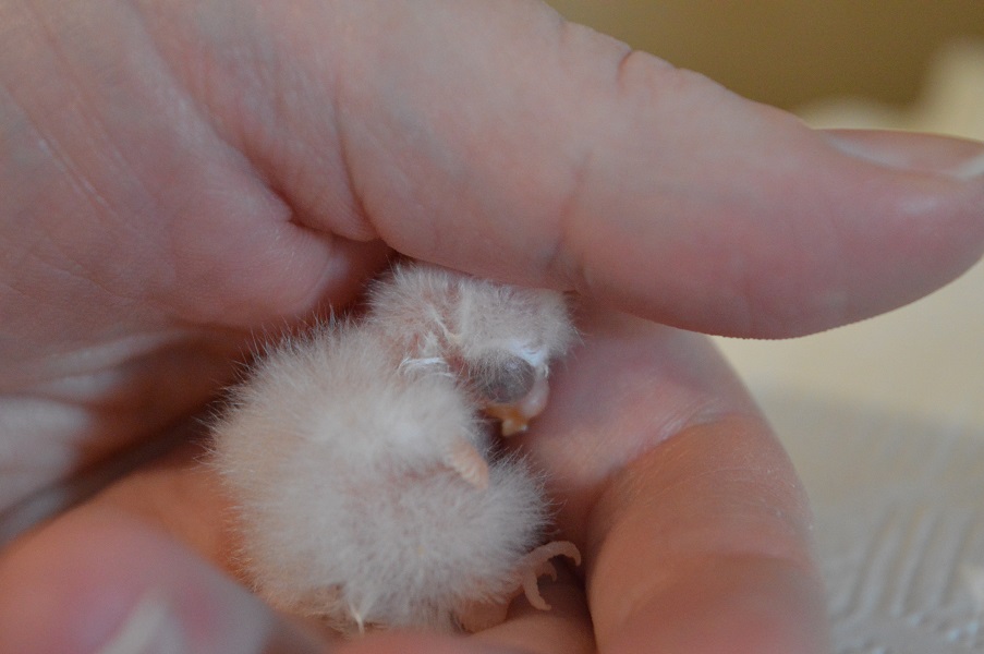 48 Hours Old | BackYard Chickens - Learn How to Raise Chickens