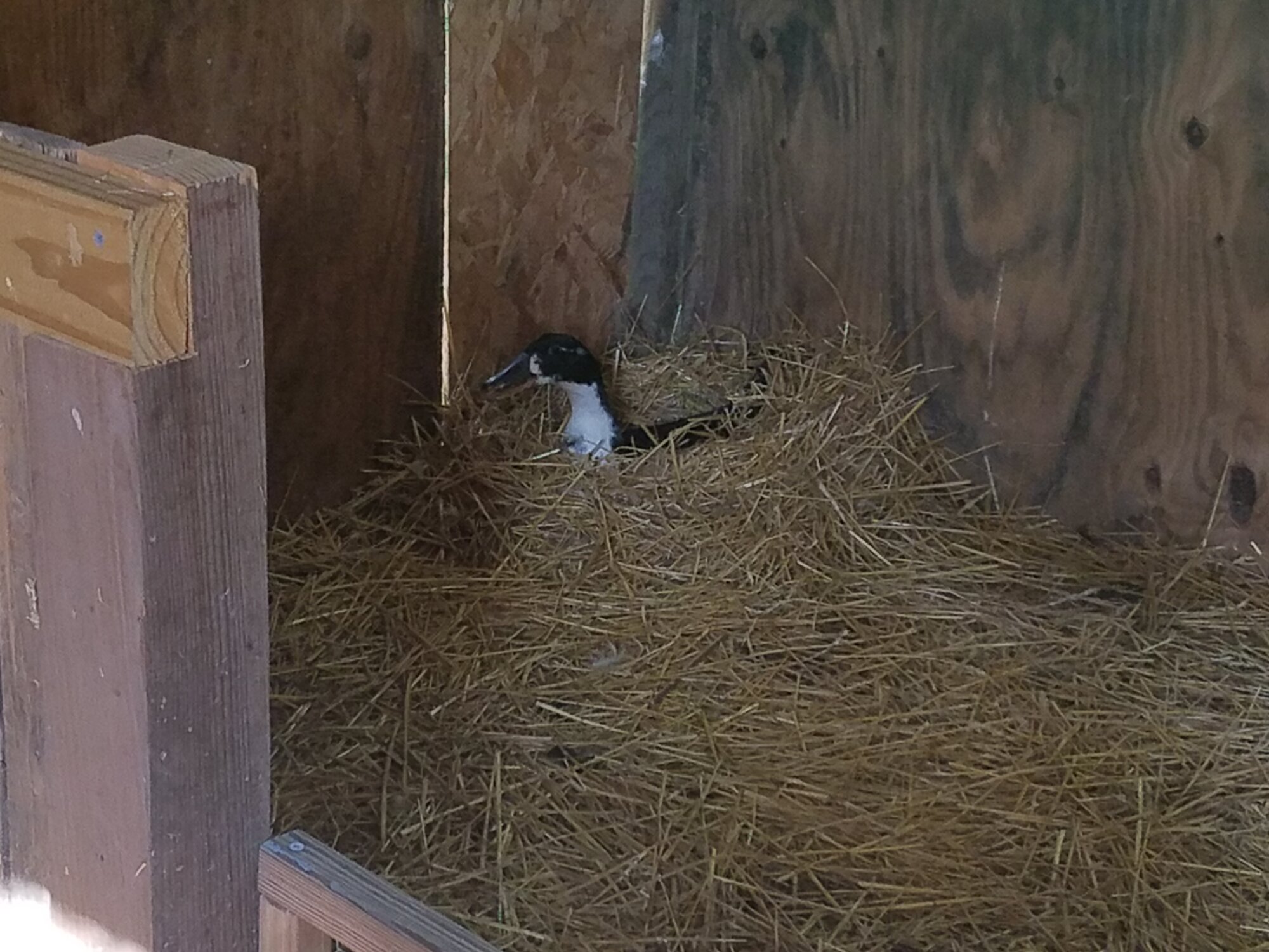 4get it Pommes! You are too young for ducklings!