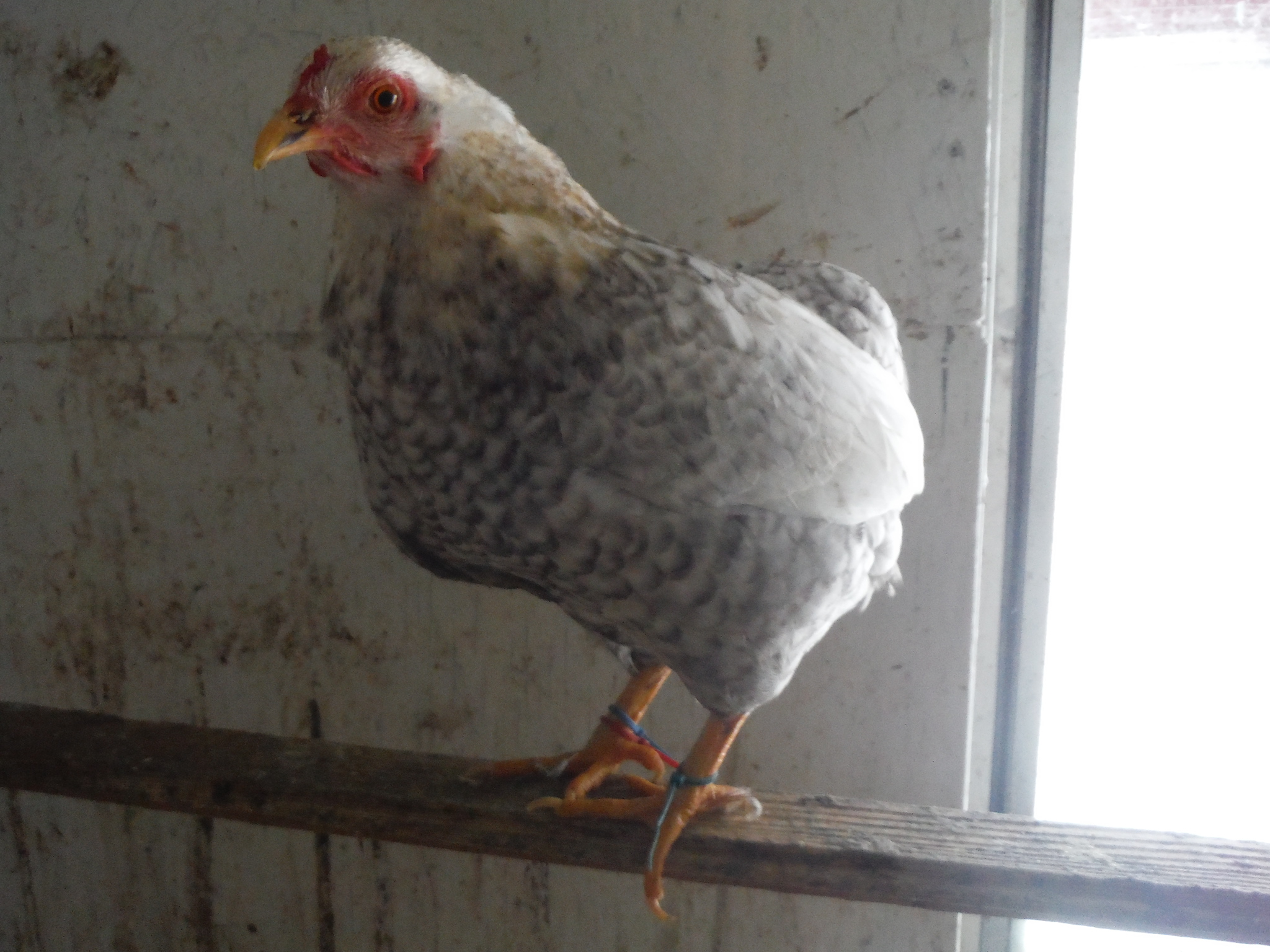 4th bird, hen. One of my first Araucanas. An excellent mother! Double tufted/rumpless. A keeper, I adore her.