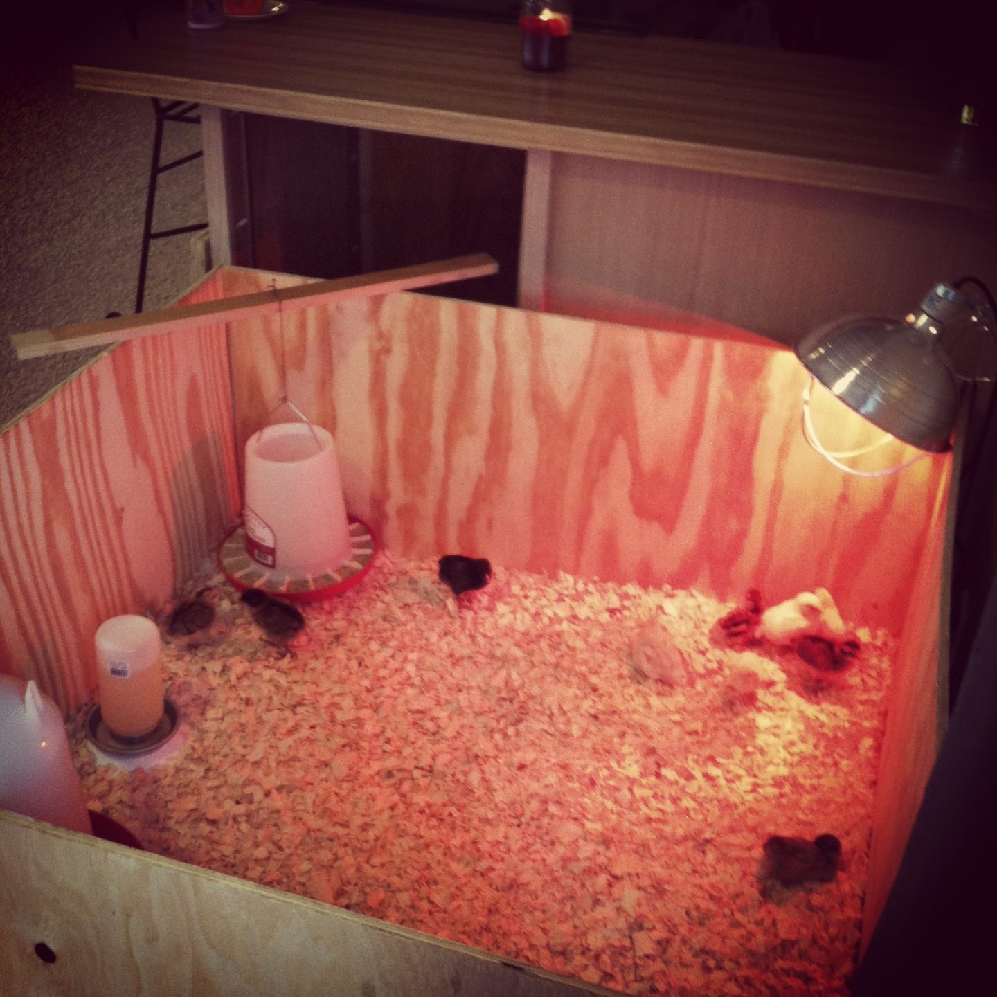 4X4 brooder box!  Our first adventure in chickening -- 2013