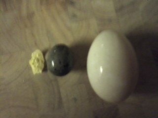 5/1/12

Corn flake (for size), black marble sized egg, normal egg.