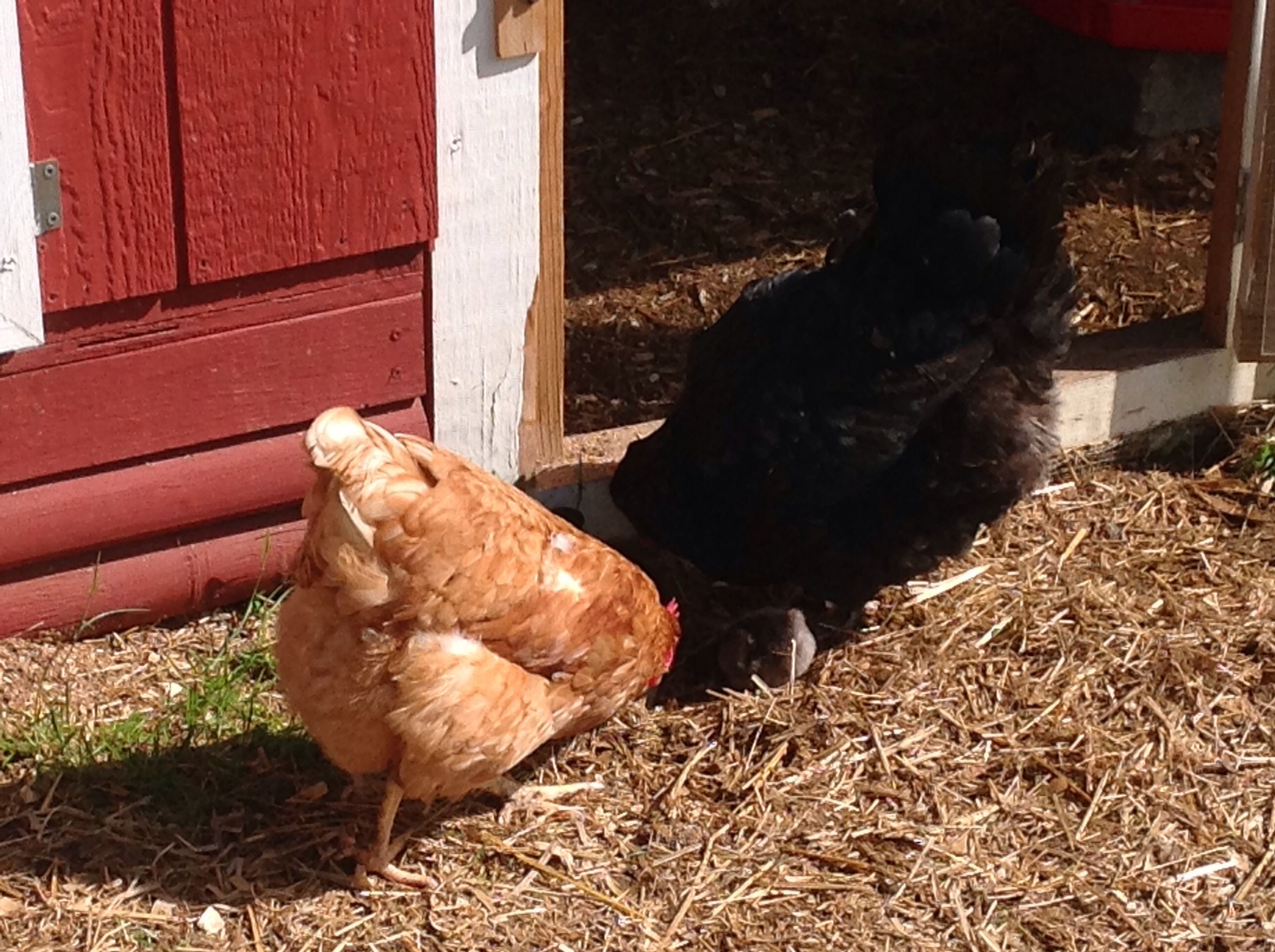 5-16-14. First day Maia brought them outside. 
Good mama. Teaching how to scratch & eat. 
Their aunts seem very accepting