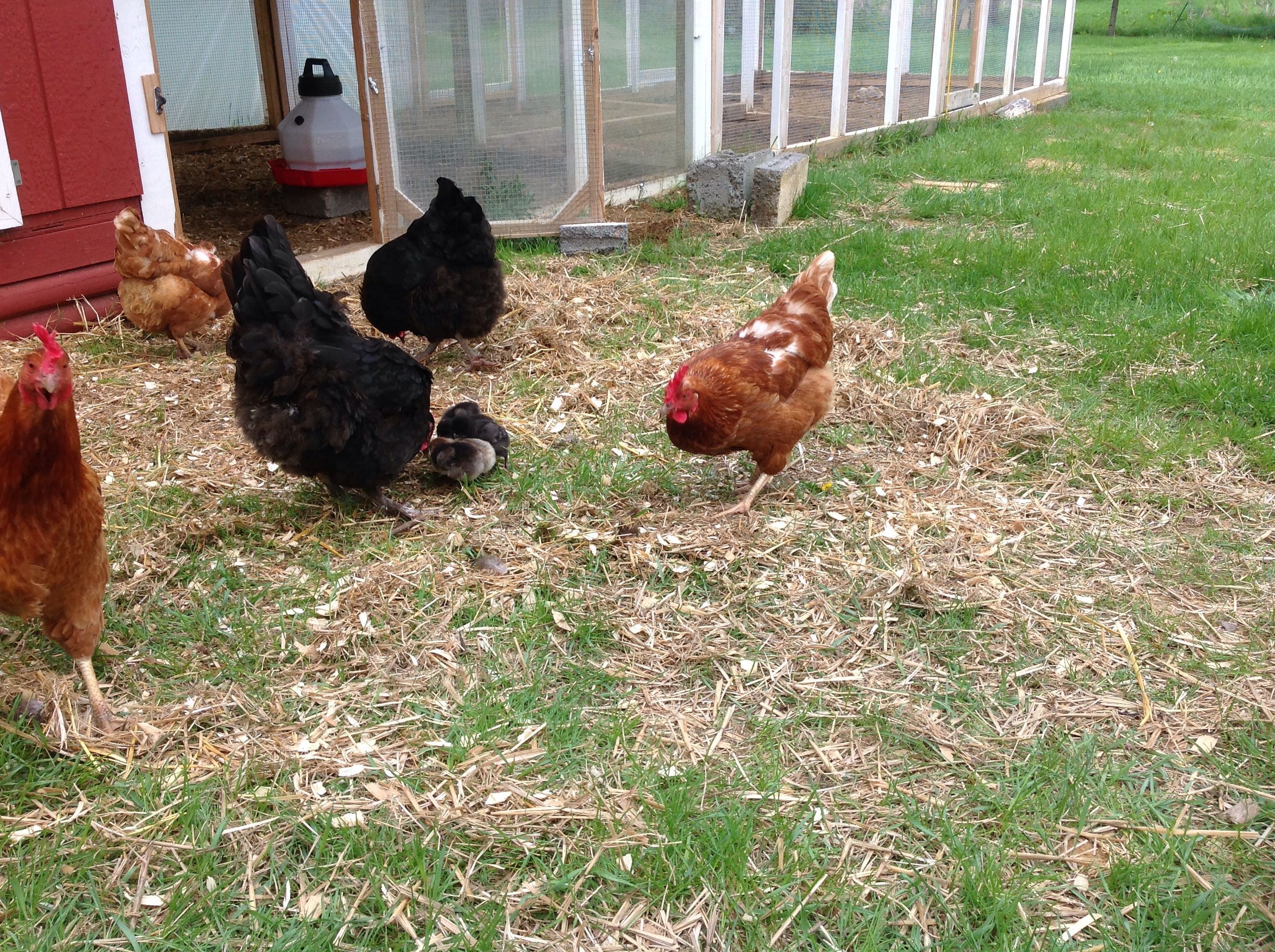 5-17-14. 
We love scratching for bugs & weeds with mama