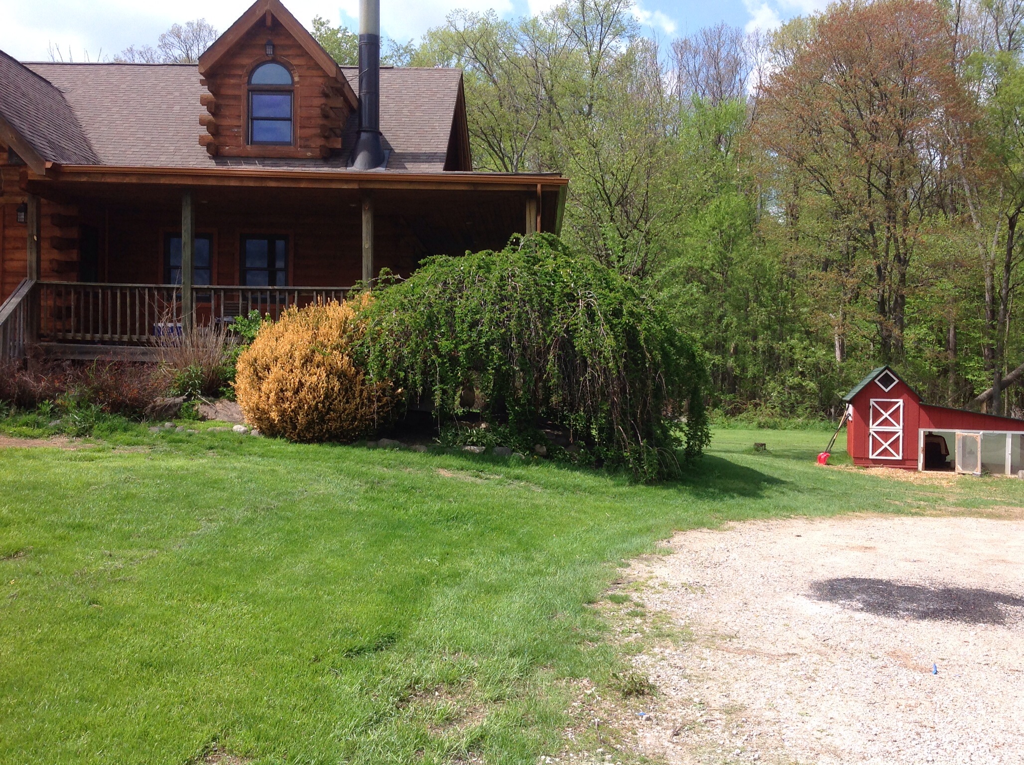 5-18-14
Long ways from coop!