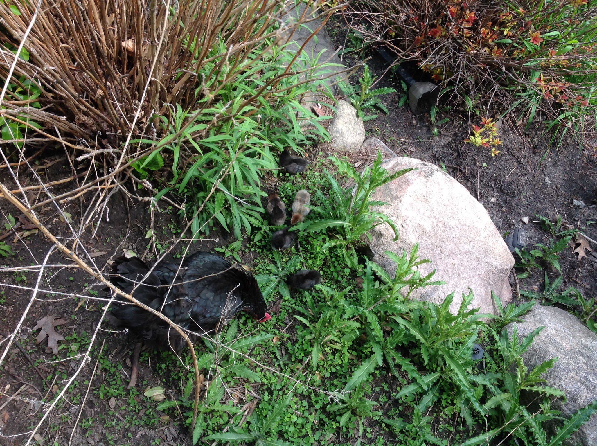 5-18-14
Yep....human mommy really needs to gentle weeding done.  It's very hard to see us in this mess!
We've never been so far from our nest & coop...
Just to the left of the "burnt" bush (under blue cooler on deck) when ya look at the pic of the house