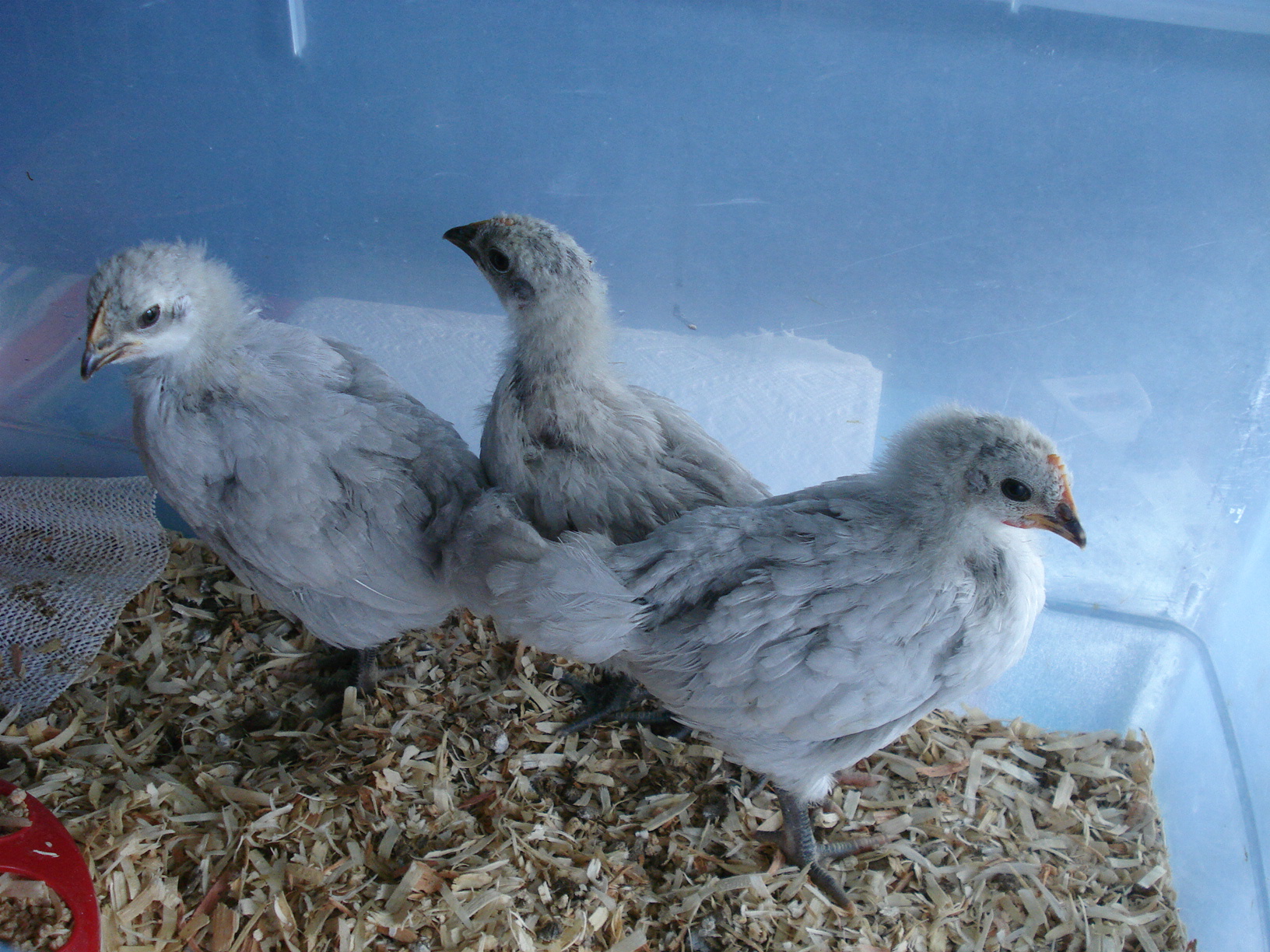 5/2/14  3 weeks old