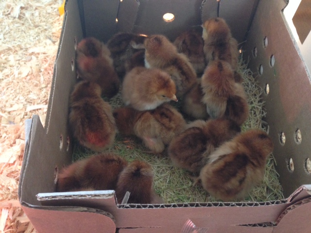 5/2/16: Born Yesterday!