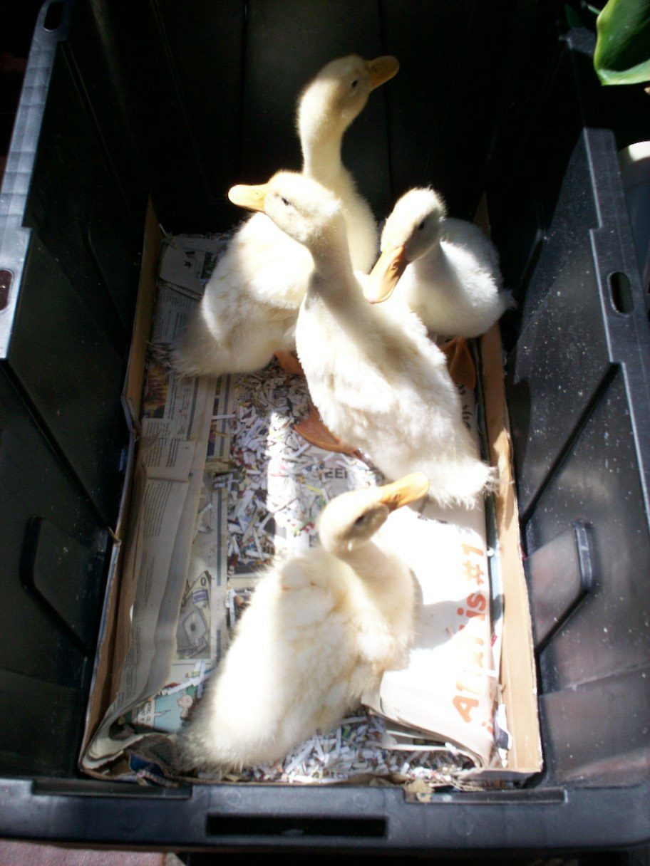 5-25-2013 New gigantic plastic construction box.