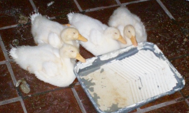 5-25-2013 Too big for the paint pan.