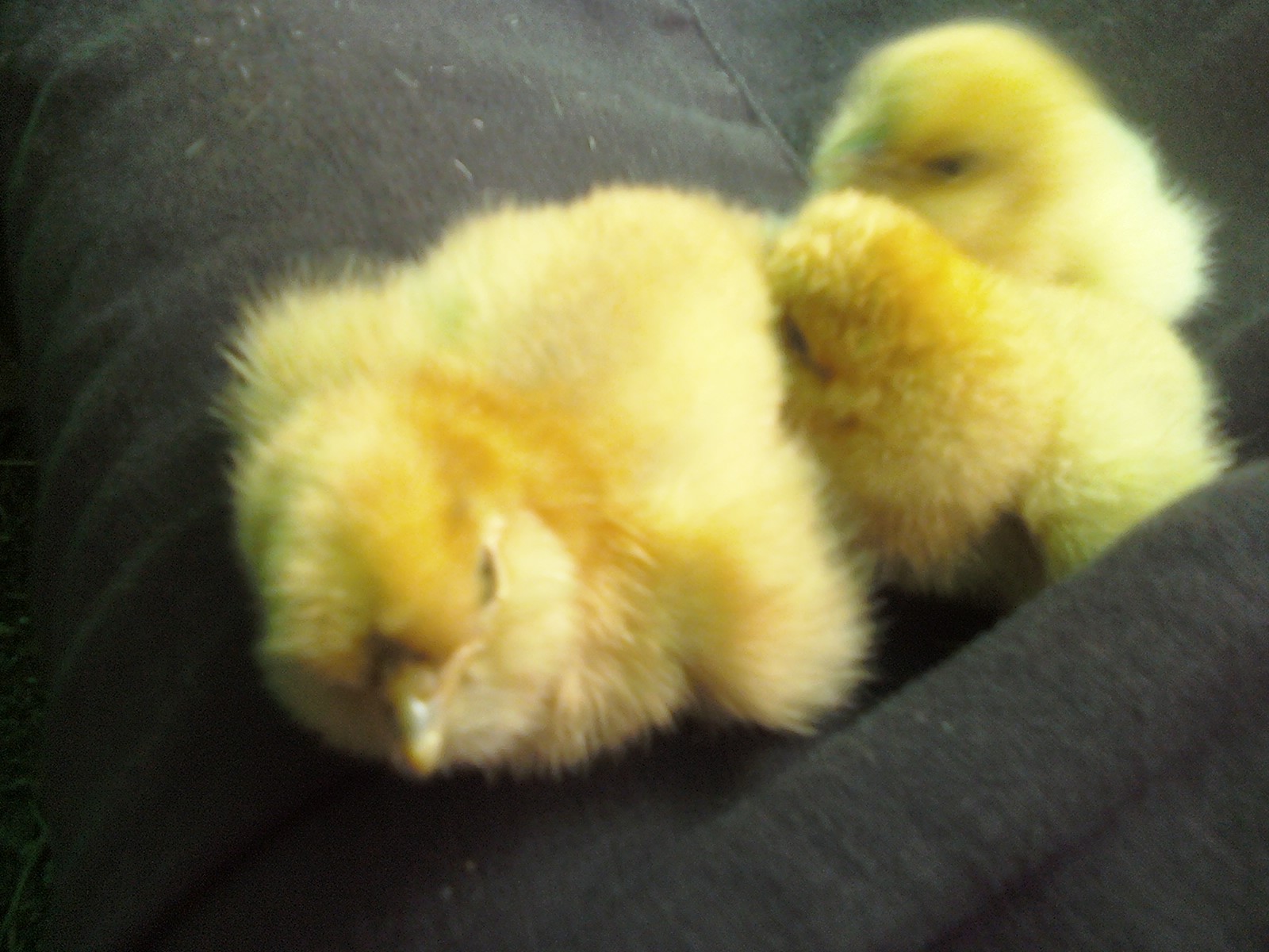 5-26-12  Lavender, Porcelain or Black Split Lavender

same 3 Porcelain? colored chicks, with fuzzy in the middle