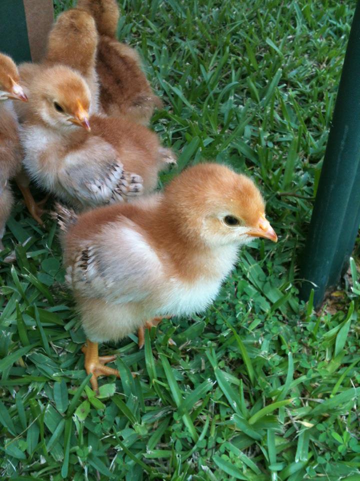 5/5/12...1st trip outside to explore the big new world outside the box.