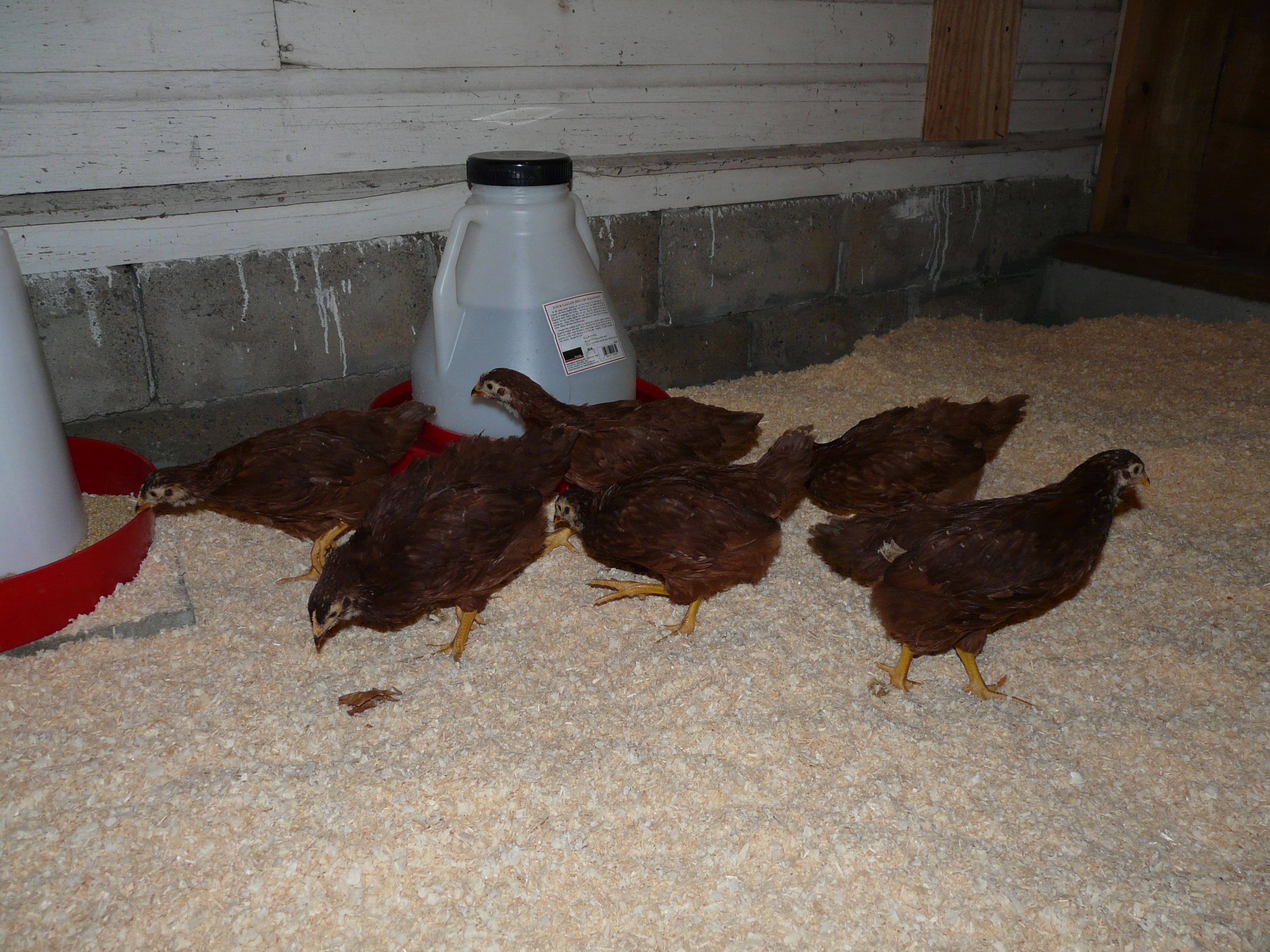 5-5-2011
First day in their coop!