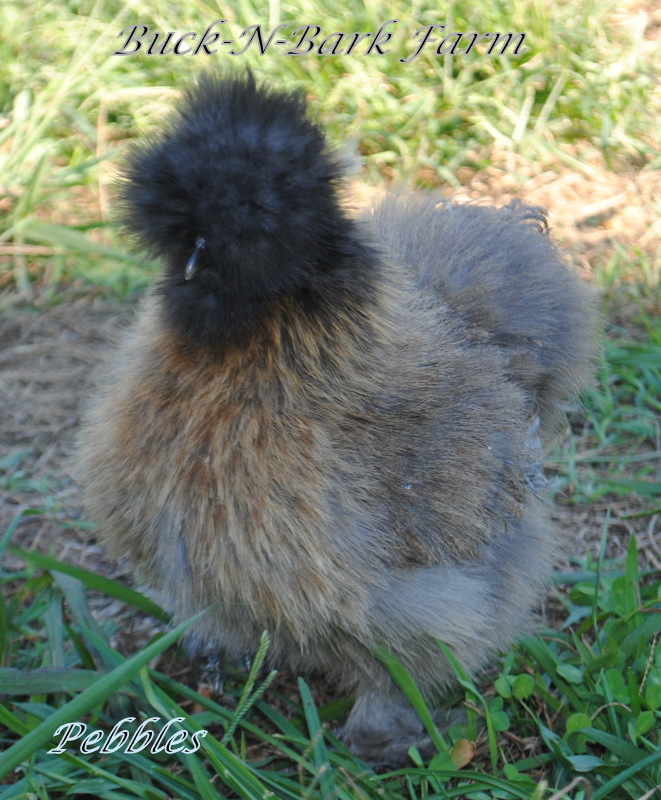 5-6 month old Partridge pullet