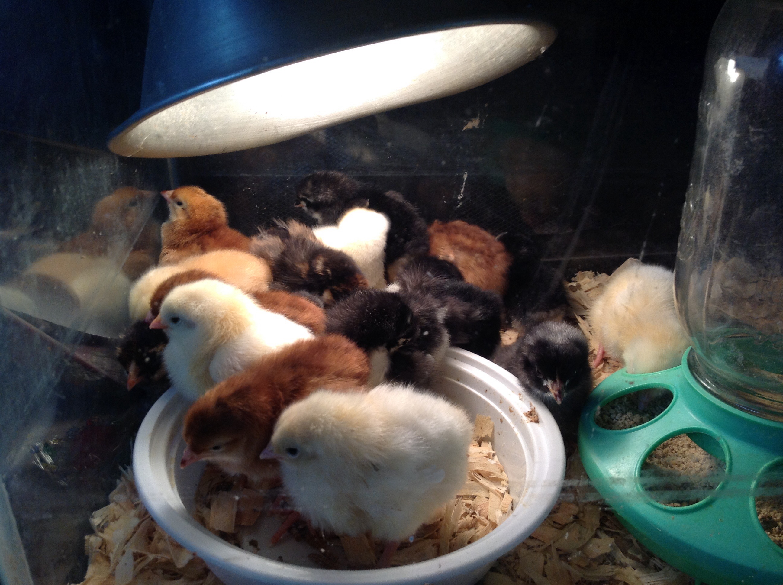 5 australorp
5 Rhode Island Red 
4 white rock
2 gold laced Wyandotte
1 New Hampshire cockerel 
Meal maker....DOA