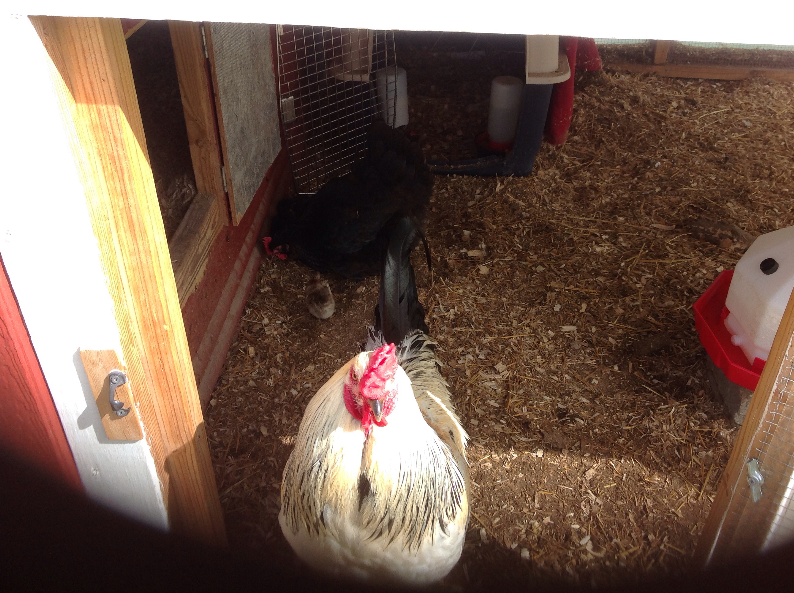 5 babies. Hatched on Mother's Day (5-11-14) & the day after. 
Bigboy as proud daddy