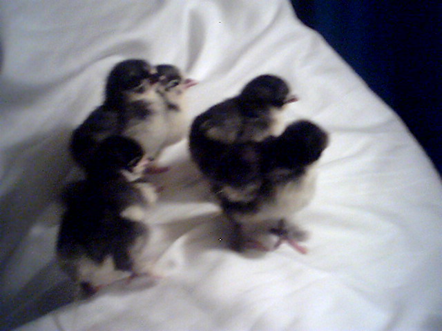 5 black might be 1 mottled bantam cochins