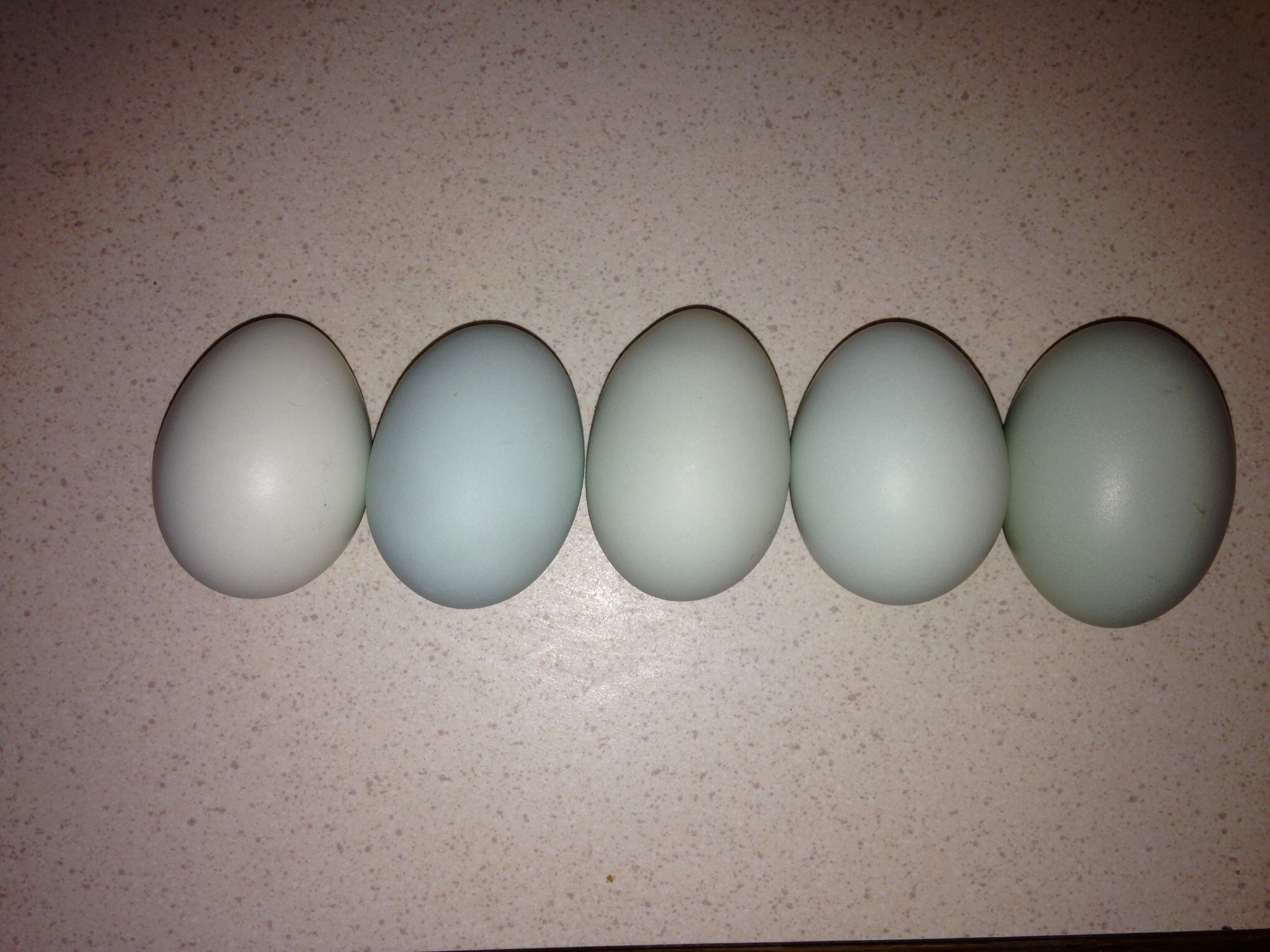 5 blue eggs from our 5 EEHens
