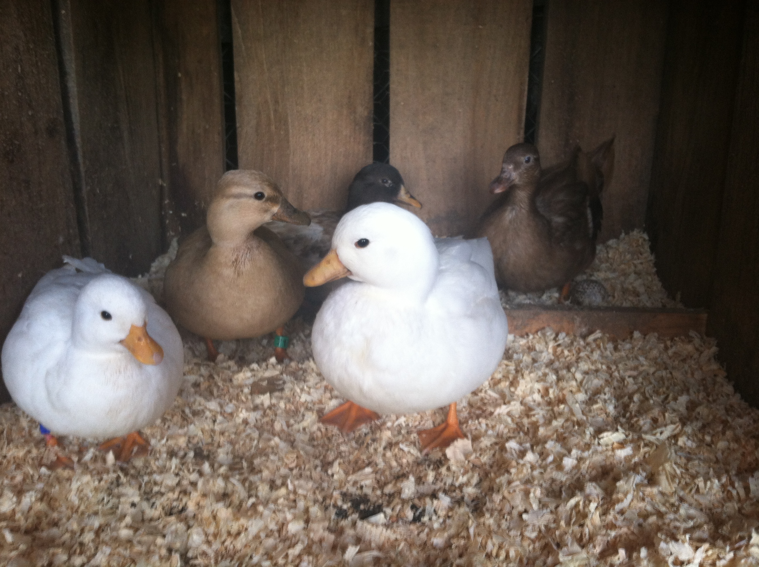 5 Calls in their house/coop