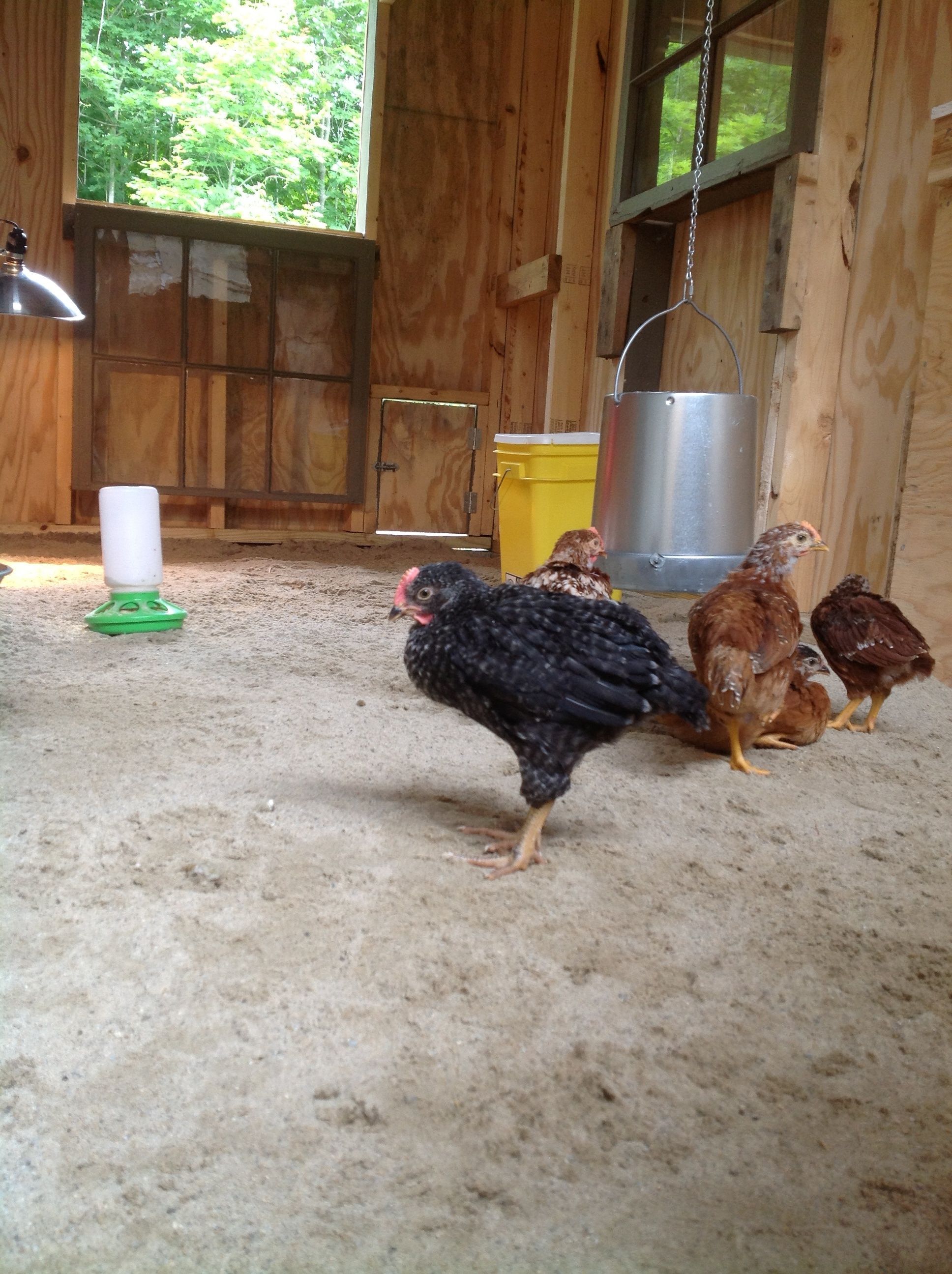 5 chicks hatched from eggs moved in.  One Plymouth Barred Rock, two Rhode Island Reds and two unknown.  Hatched eggs for daughters 2nd grade class...eggs from 4-H.  This is the boss...he runs the coop.