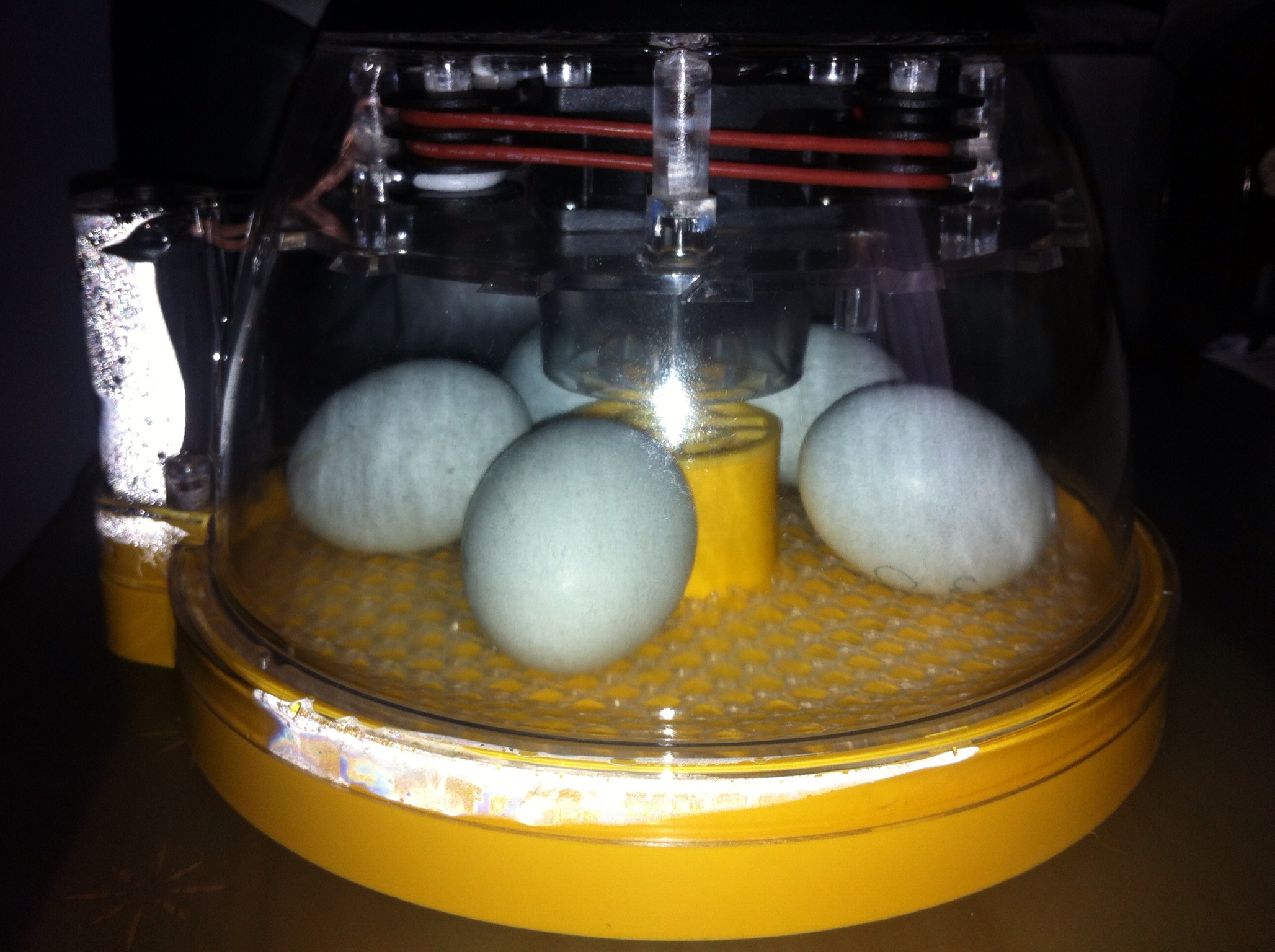 5 cream legbar eggs in lockdown - 5 May