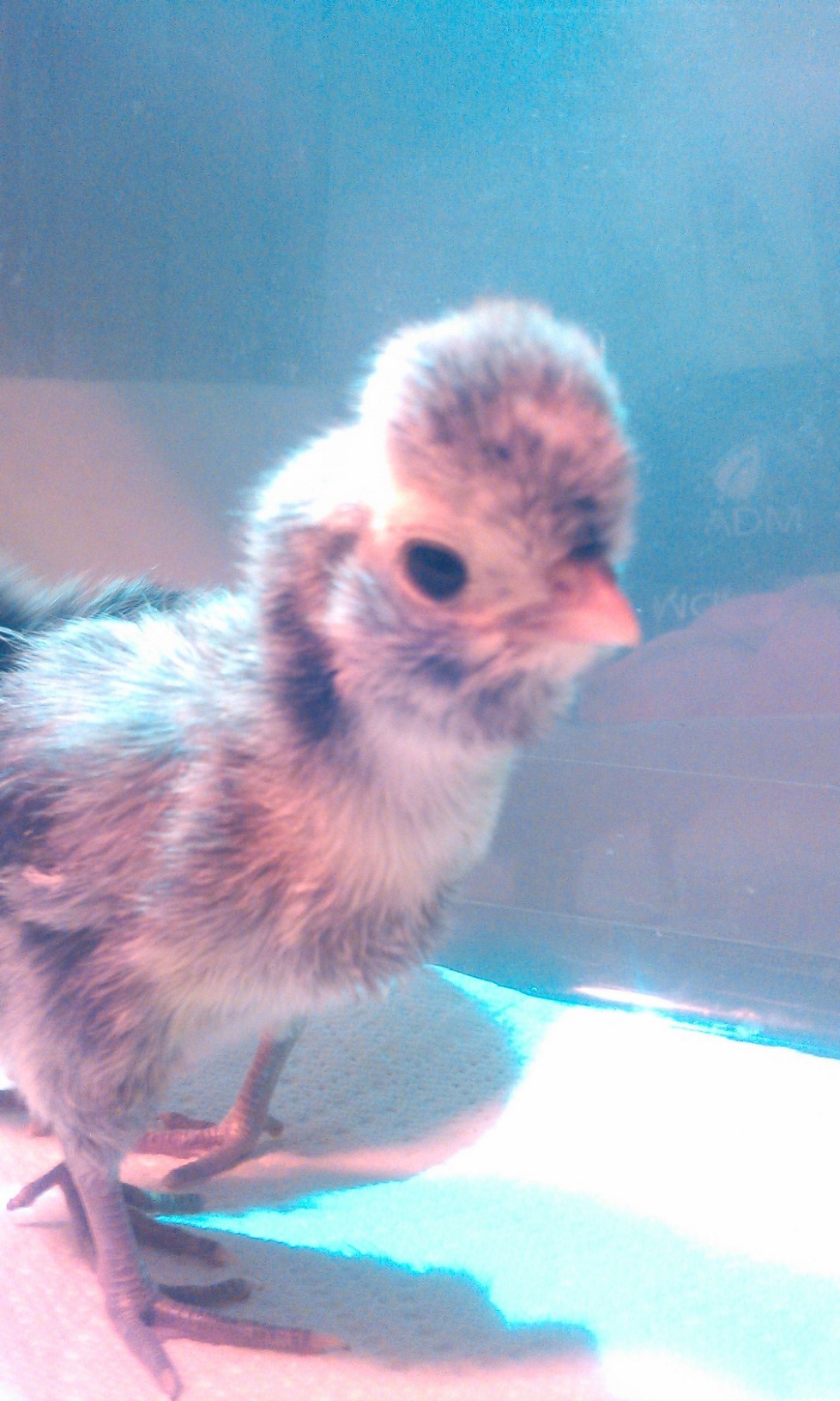 5 day old Silver Laced Polish Chick