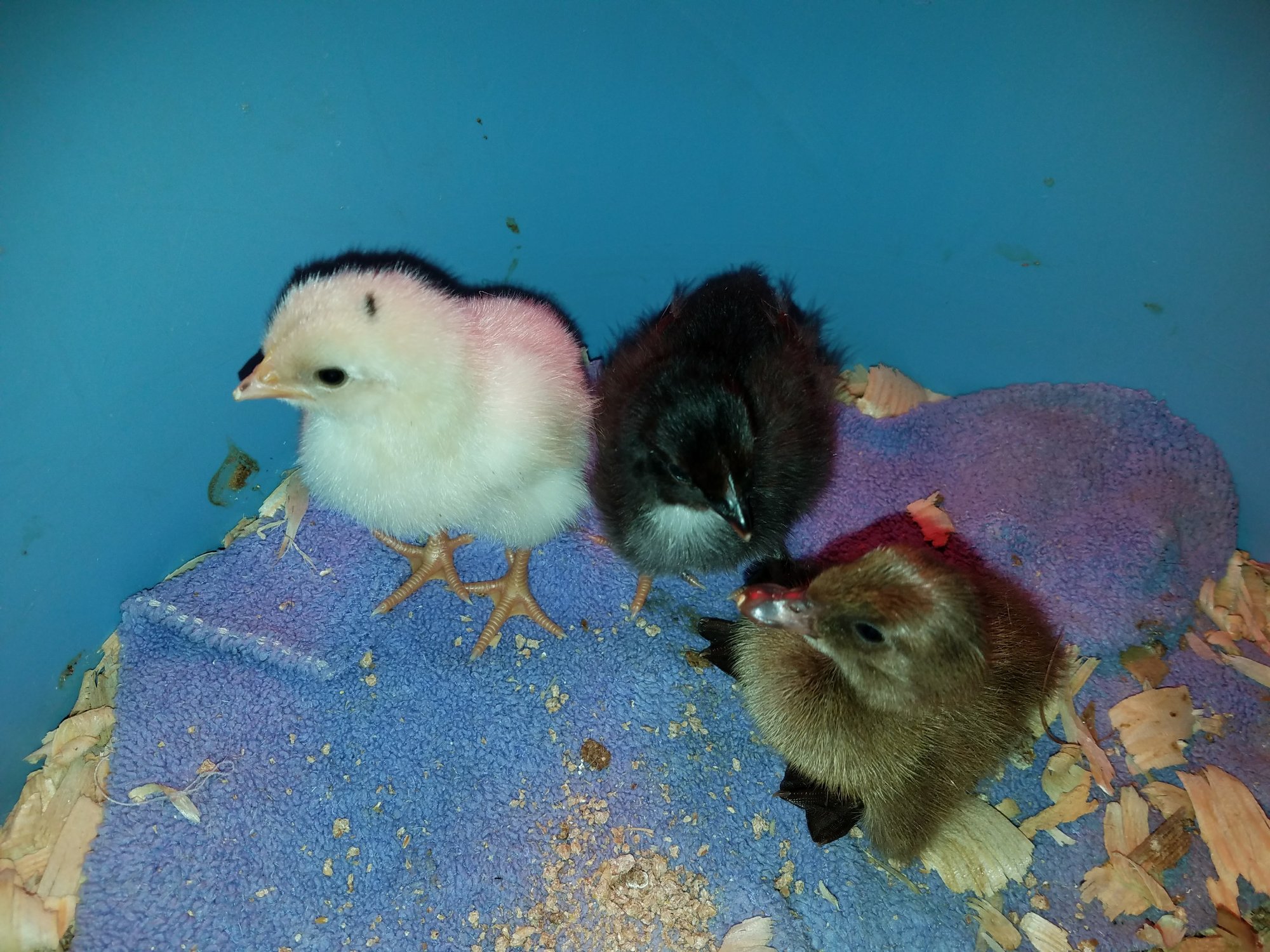 5 days, 2 days, 1 day old