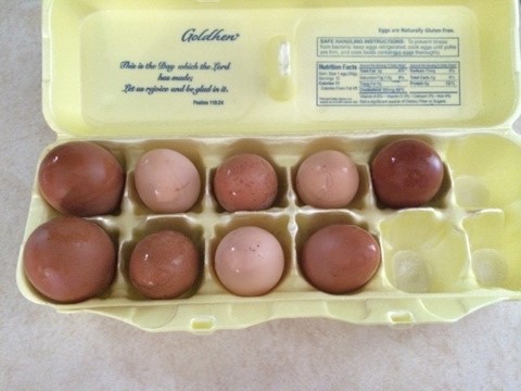 5 days and almost a dozen!  I'm so proud of my girls!!