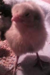 5 days old
