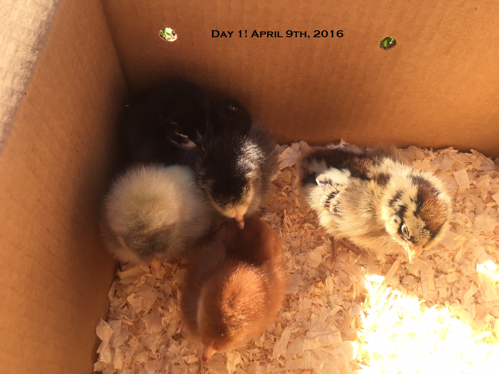 5 Days Old