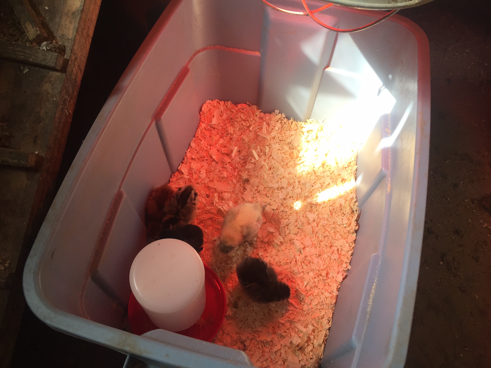 5 Days Old