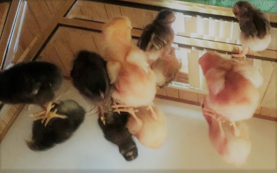 5 days old