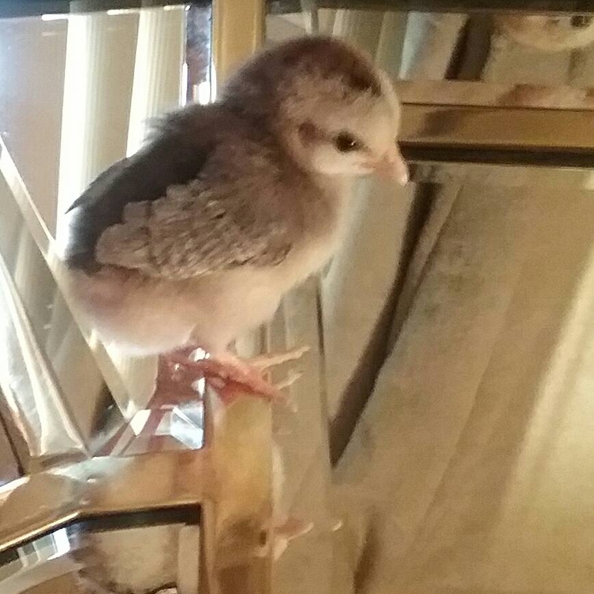 5 days old