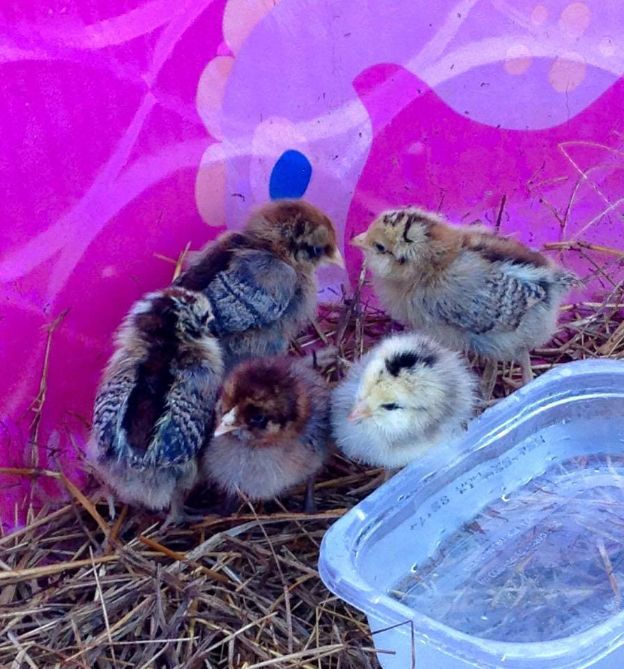 5 EE chicks