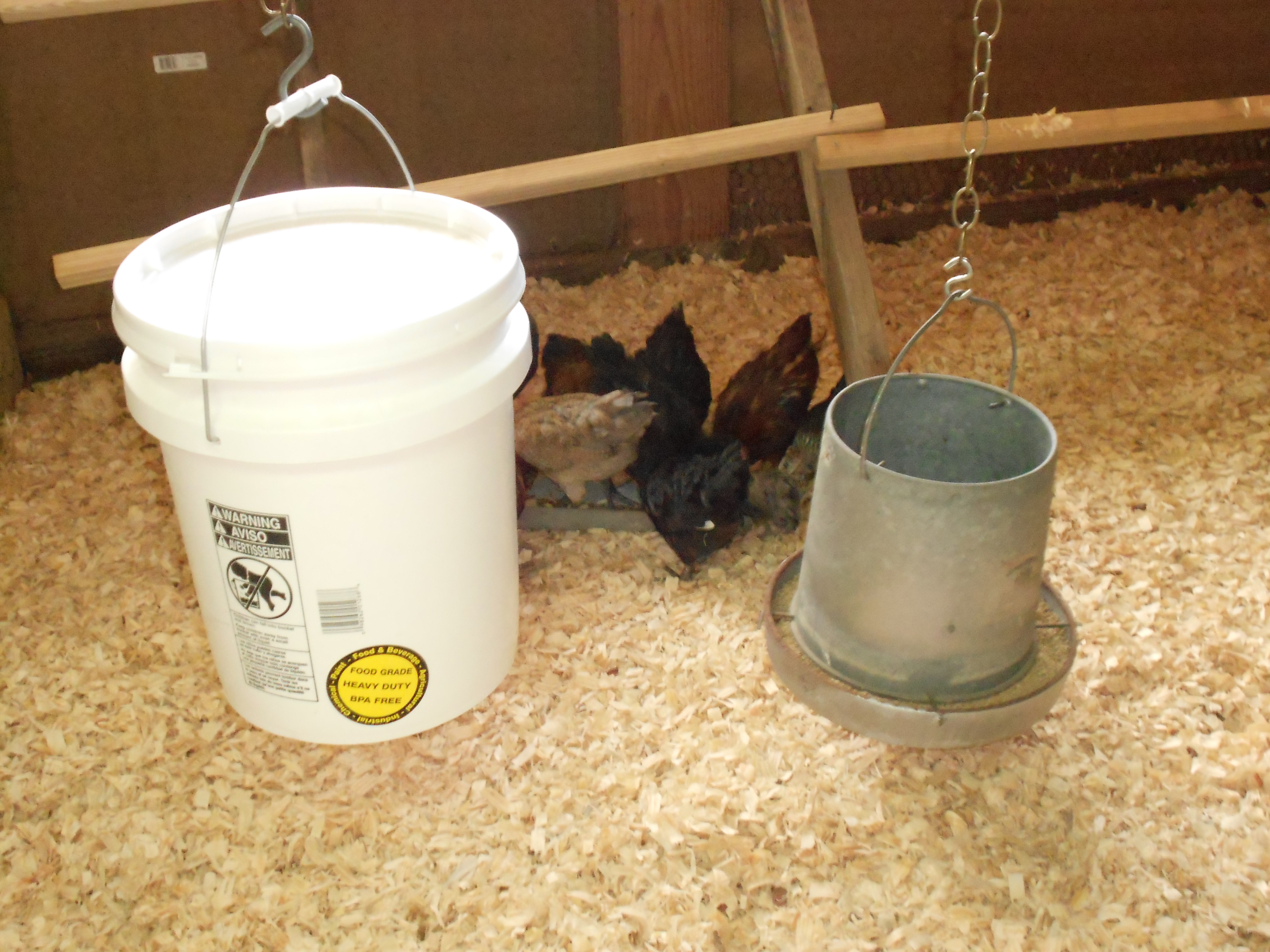 5 gallon poultry nipple waterer with 4 nipples & feeder.