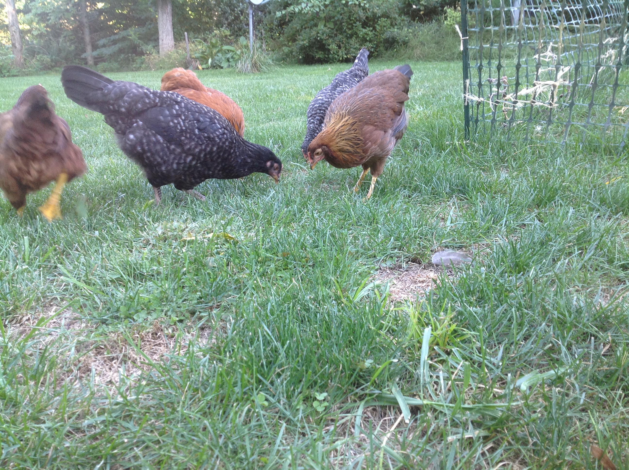 5 hens free ranging.  Ms. Doris Flores Gorgeous Welsummer on the right.