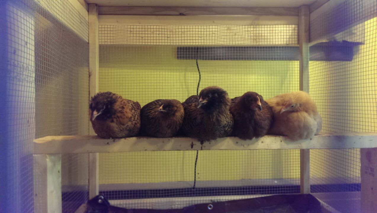 5 little chicks, sitting on a roost