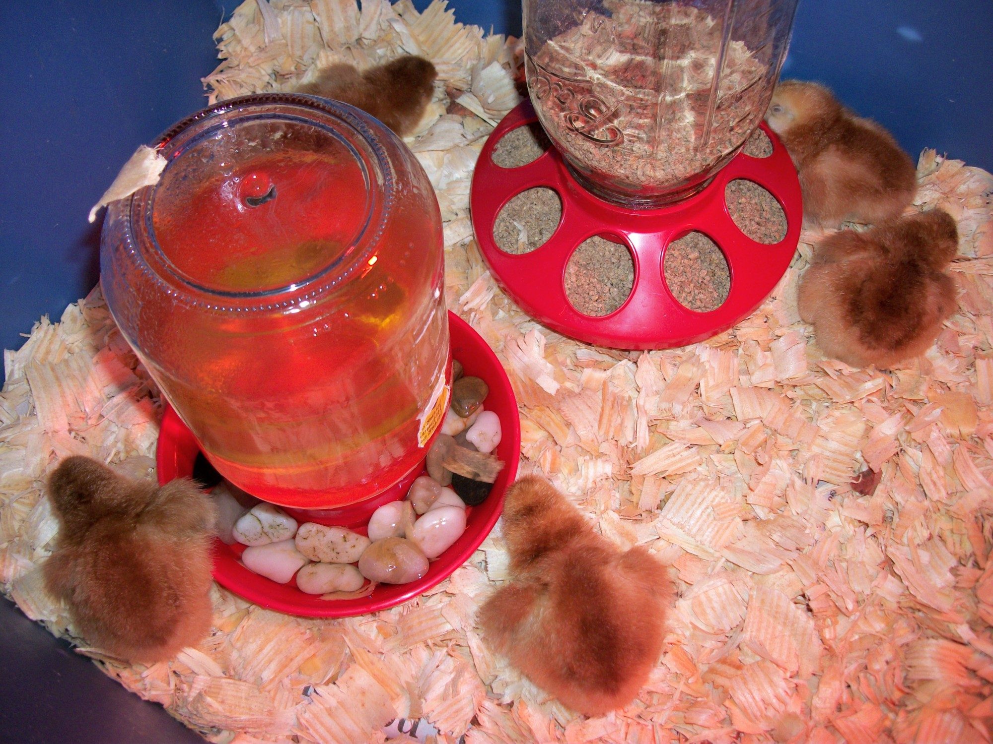 5 little RIR Chicks! Just hatched the 18th and 19th. Bought them from a local man here! They are so cute!!!!!!