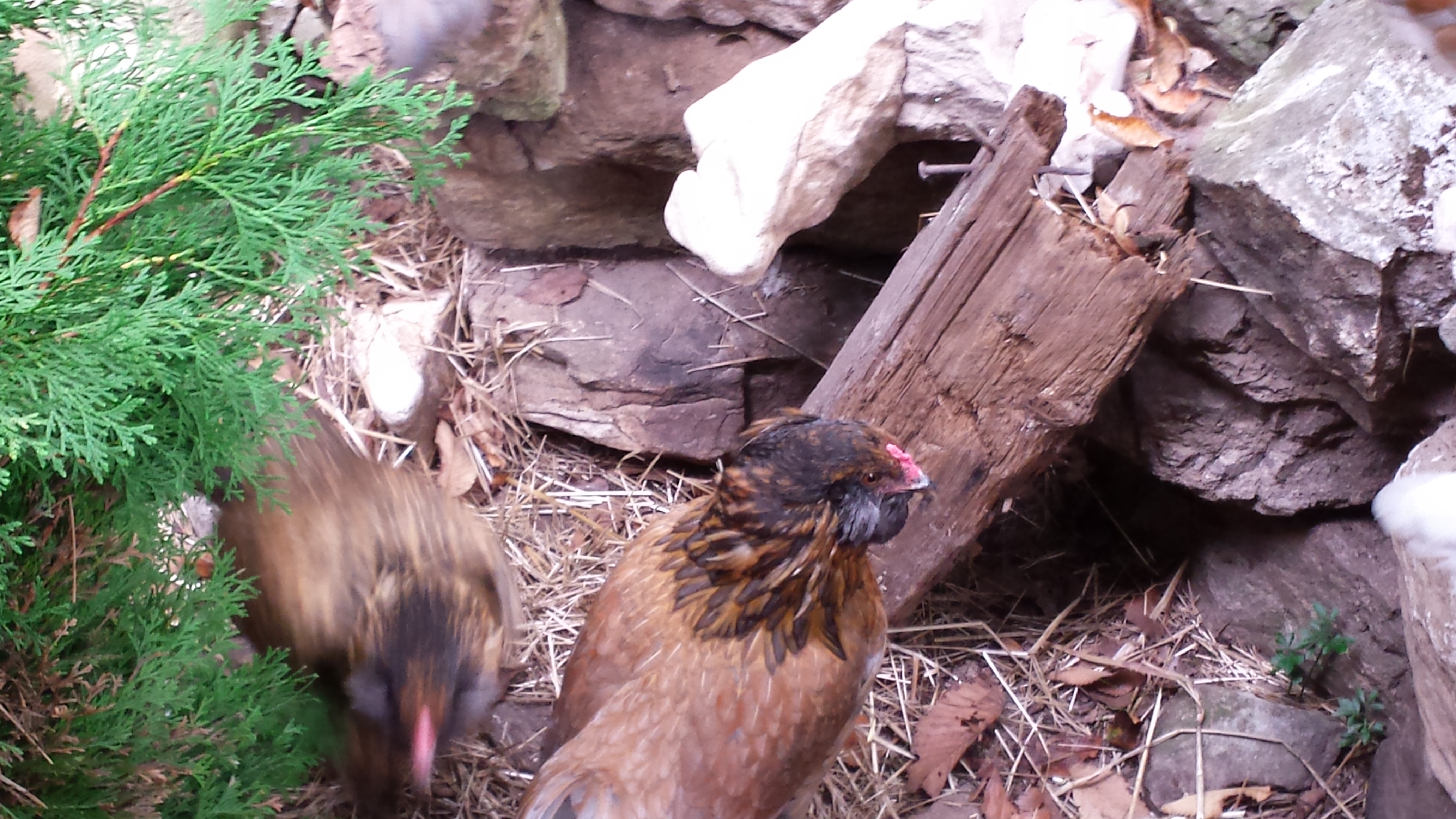 5 month old Ameraucana .
Sexing?  Is this a Roo ?
Help! Anybody know?

I'd hate to go buy one and end up with Two!