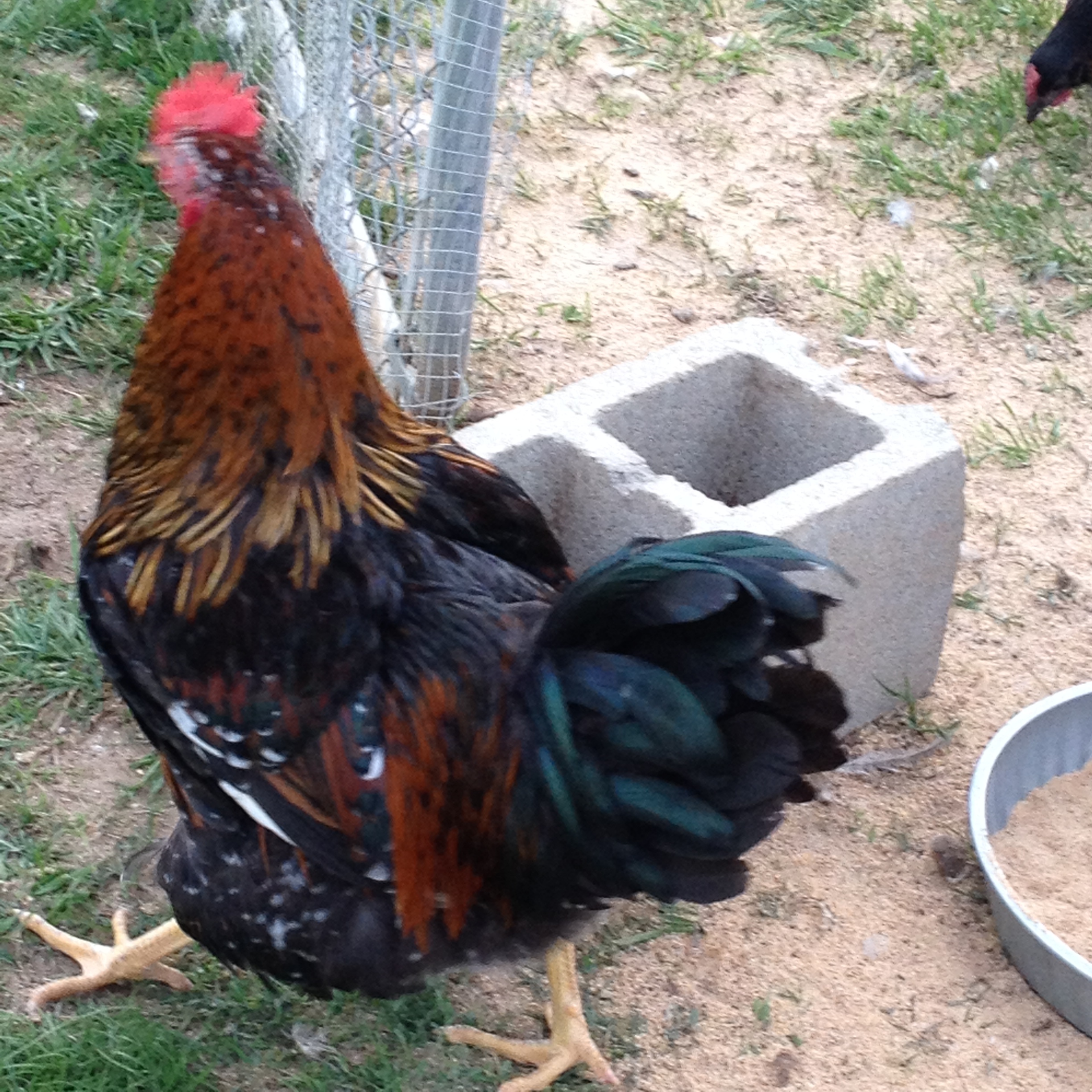 5 month old cockerel
