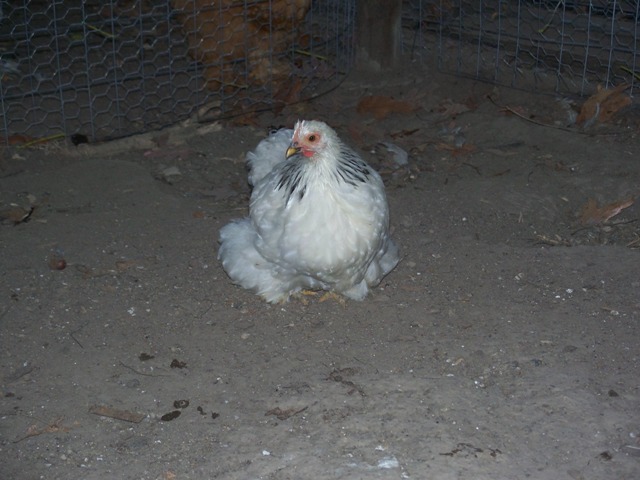 5 month old columbian bantam pullet