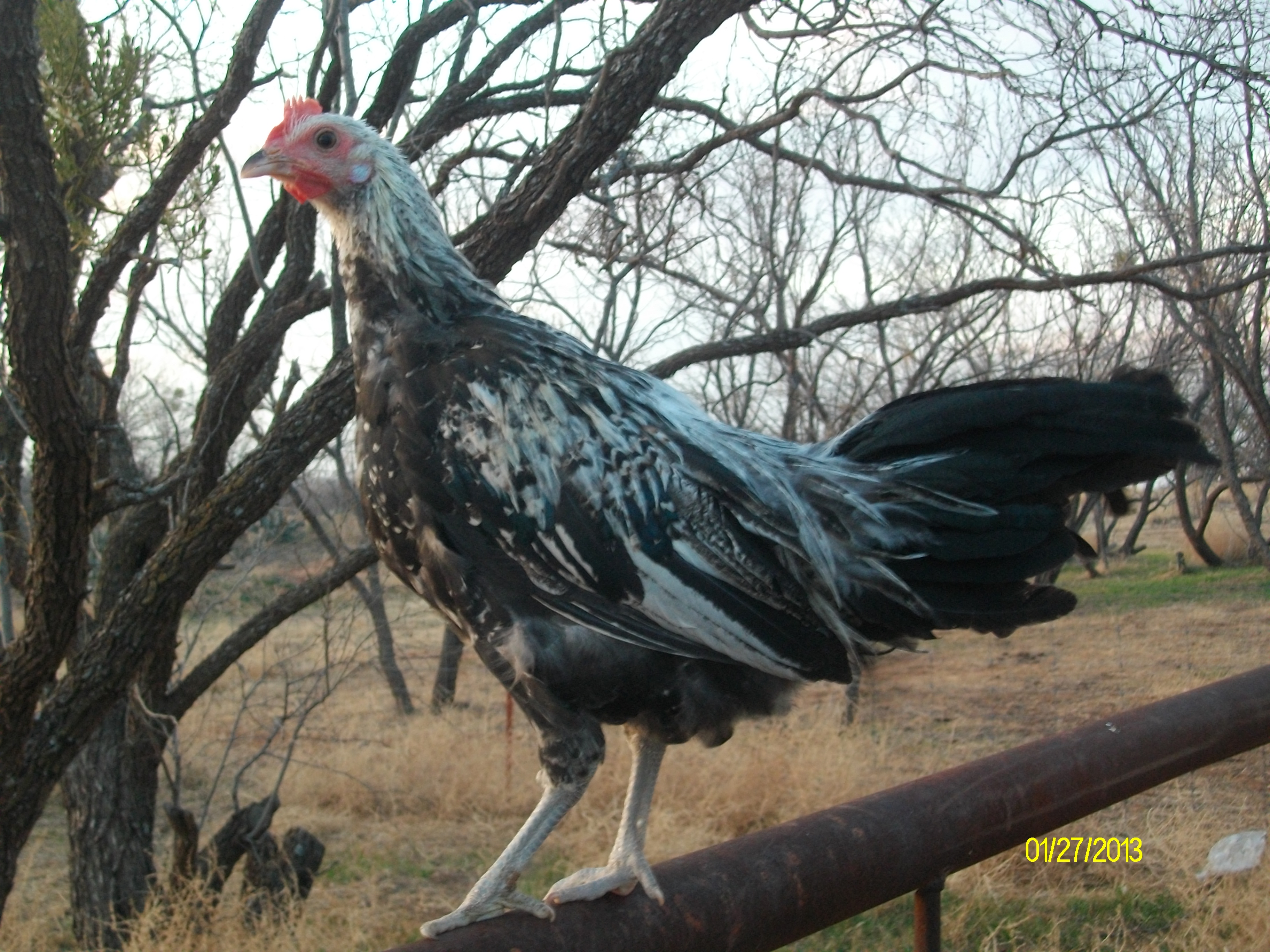5 Month Old Duck Wing Phoenix