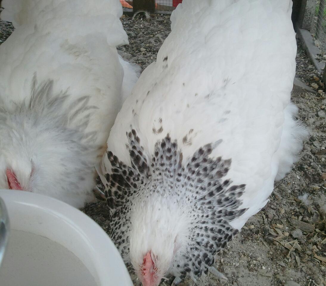5 month old english white delaware and lavender delaware orpington pullets
