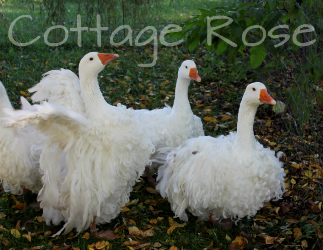 5 month old goslings