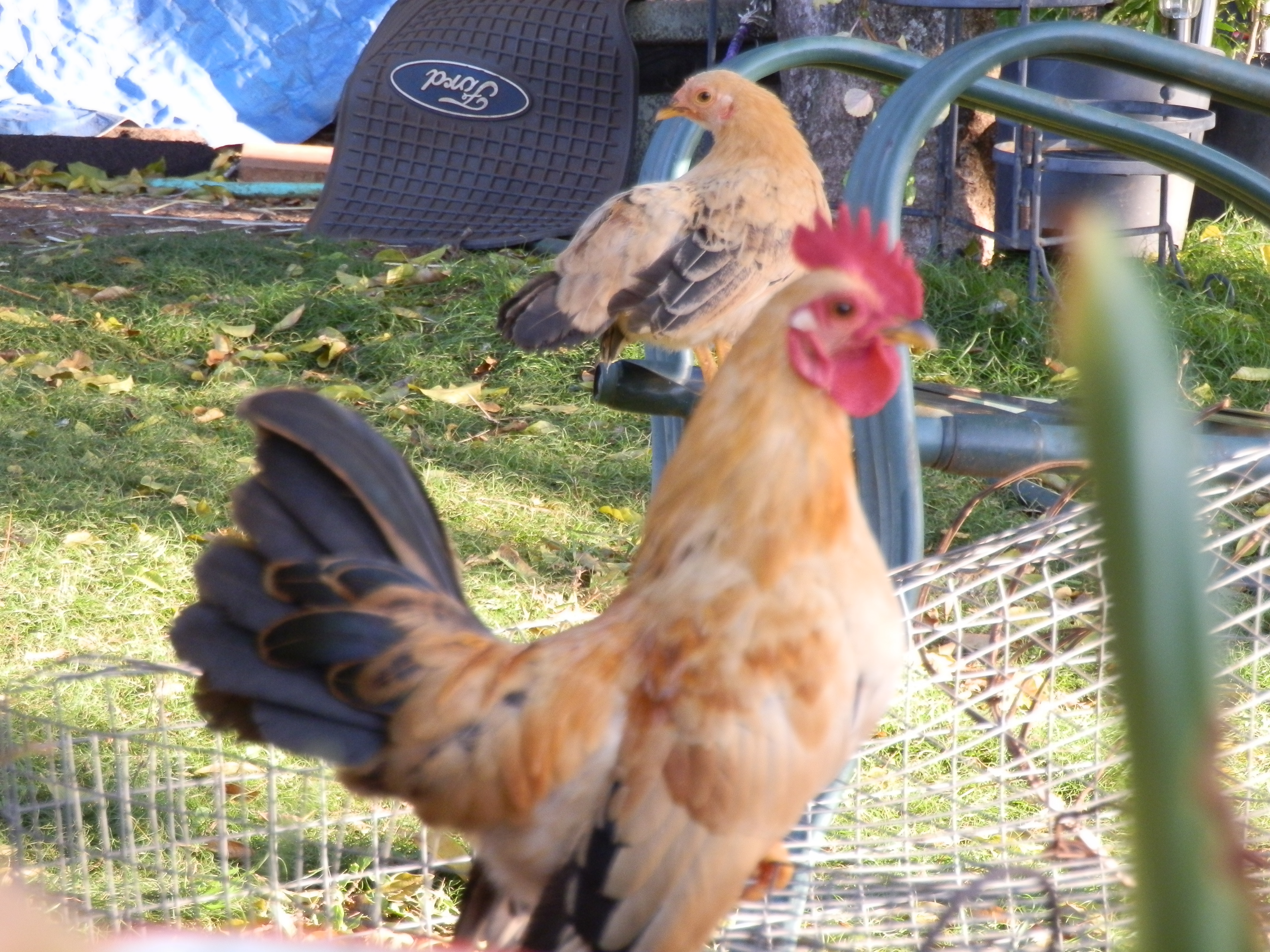 5 month old out of goldie and prince