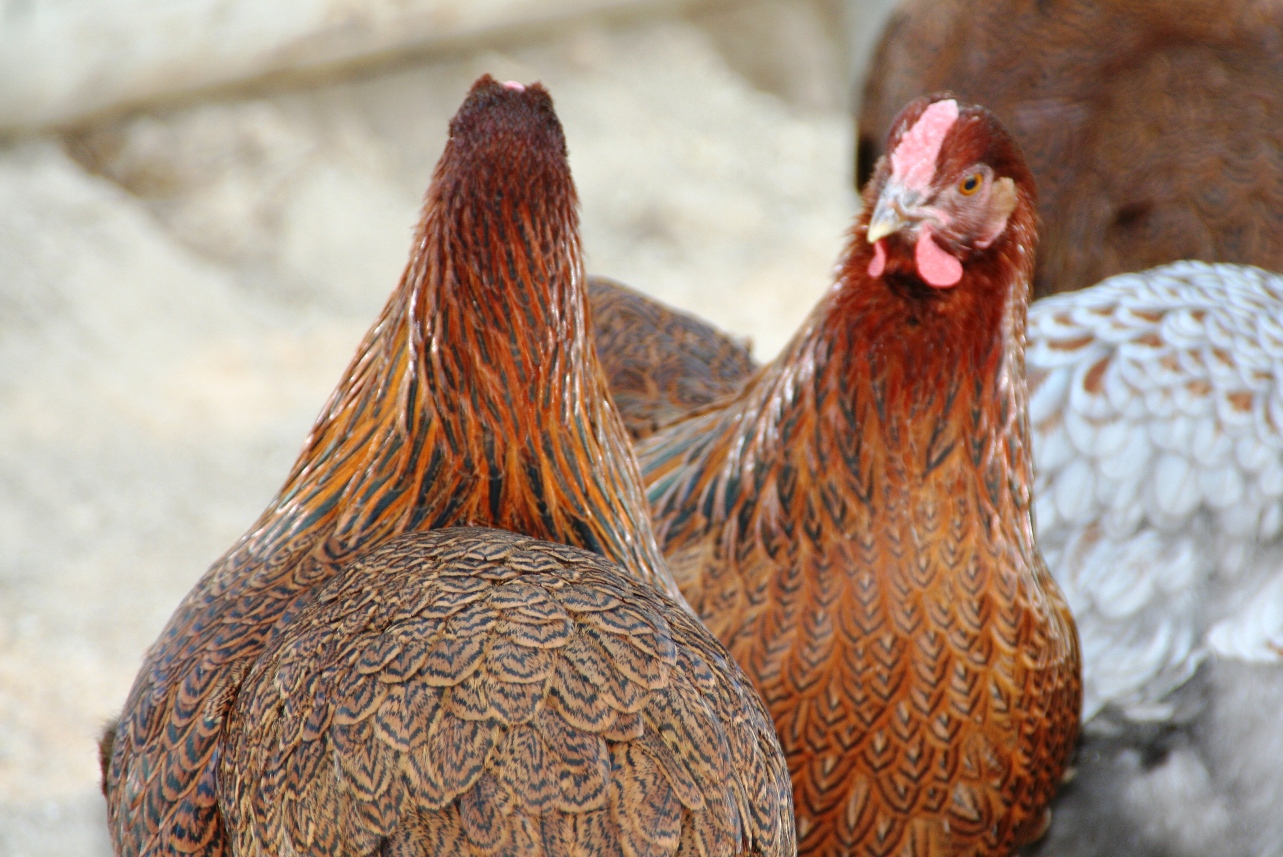 5 month Partridge Wyandotte Pullets.  Just started to lay.