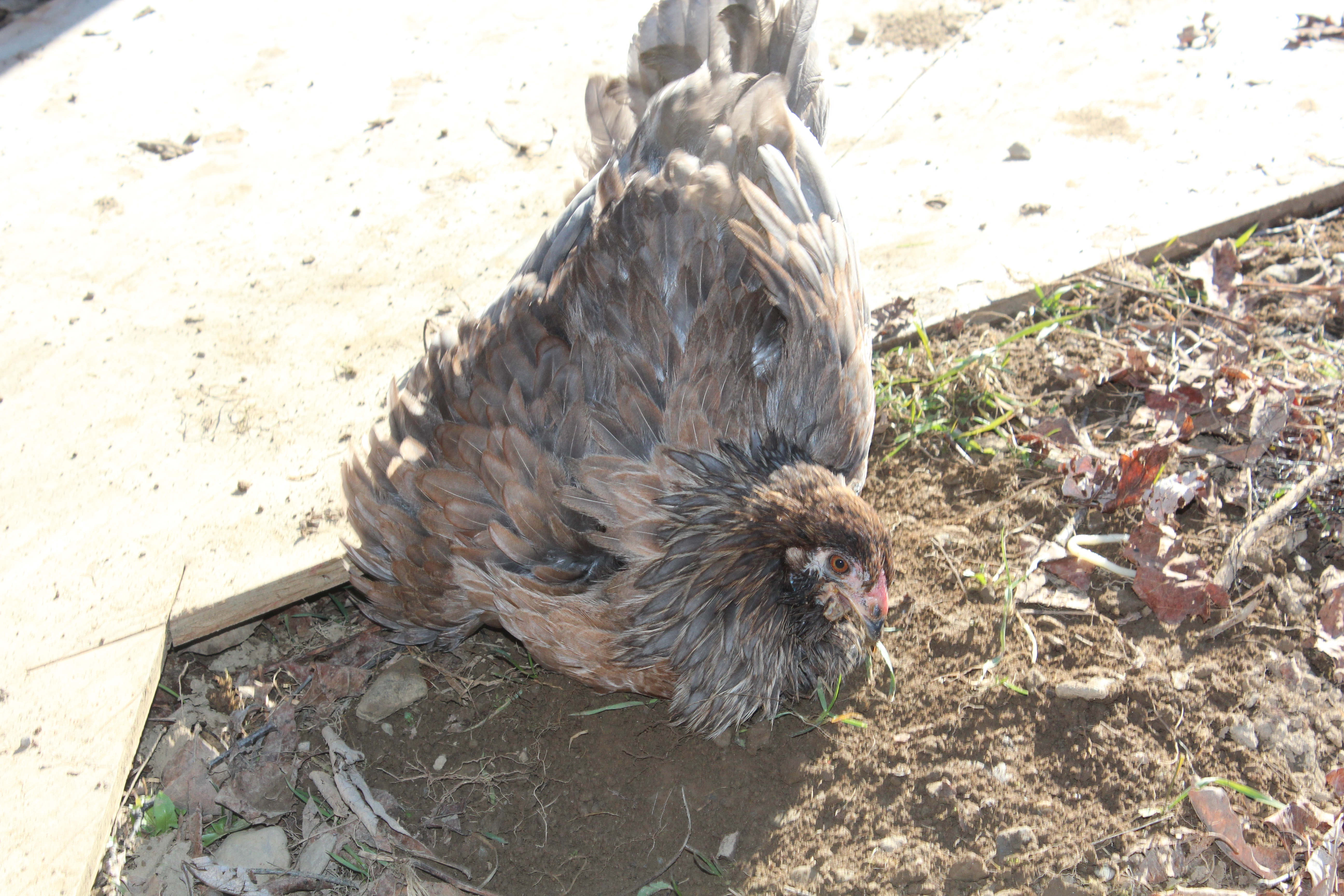 5 Months, 2 Days

Trying to take a long deprived and much deserved dust bath!!